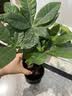 发财树盆栽大植物室内办公室桌面客厅小盆景招财树苗绿植花卉盆栽 三杆发财树 5-8cm【随机古风盆】 【送肥料】 实拍图