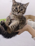 ERGOBABY宠物电热毯L恒温猫用加热垫狗狗取暖器四季猫狗窝保暖防水垫用品 实拍图