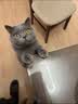 instinct天然百利无谷猫粮高蛋白鸡肉进口猫粮增肥成猫幼猫粮 【效期27/3月】经典无谷鸡肉全猫粮 11磅/5kg 实拍图