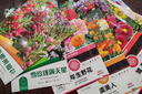 花沃里10款花种子大全 花卉种子太阳花凤仙花向日葵四季种波斯菊随季发 实拍图