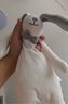 澳贝（auby）婴幼儿玩具小兔安抚巾宝宝哄睡神器阿贝贝新生儿玩偶毛绒手偶礼物 实拍图