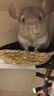 憨憨宠兔子窝草窝龙猫天竺鼠豚鼠荷兰猪草垫兔窝鸟窝鸟巢鸽子窝兔子用品 兔子窝（单个装） 晒单实拍图