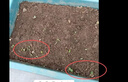 花沃里糖果菊花种子约1000粒 花卉种子阳台种菜土盆栽蔬菜种子庭院草籽 实拍图