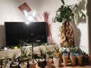 三思植物补光灯仿太阳室内全光谱展翅植物生长灯多肉LED补光灯鱼缸灯 【带调节支架】60W全光谱 实拍图
