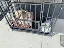 憨憨宠 狗笼 狗笼子中大型犬小型犬带厕所加粗加固金毛拉布拉多方管笼子 黑浮银94*64*83.5CM含轮高度 65斤内适用 实拍图