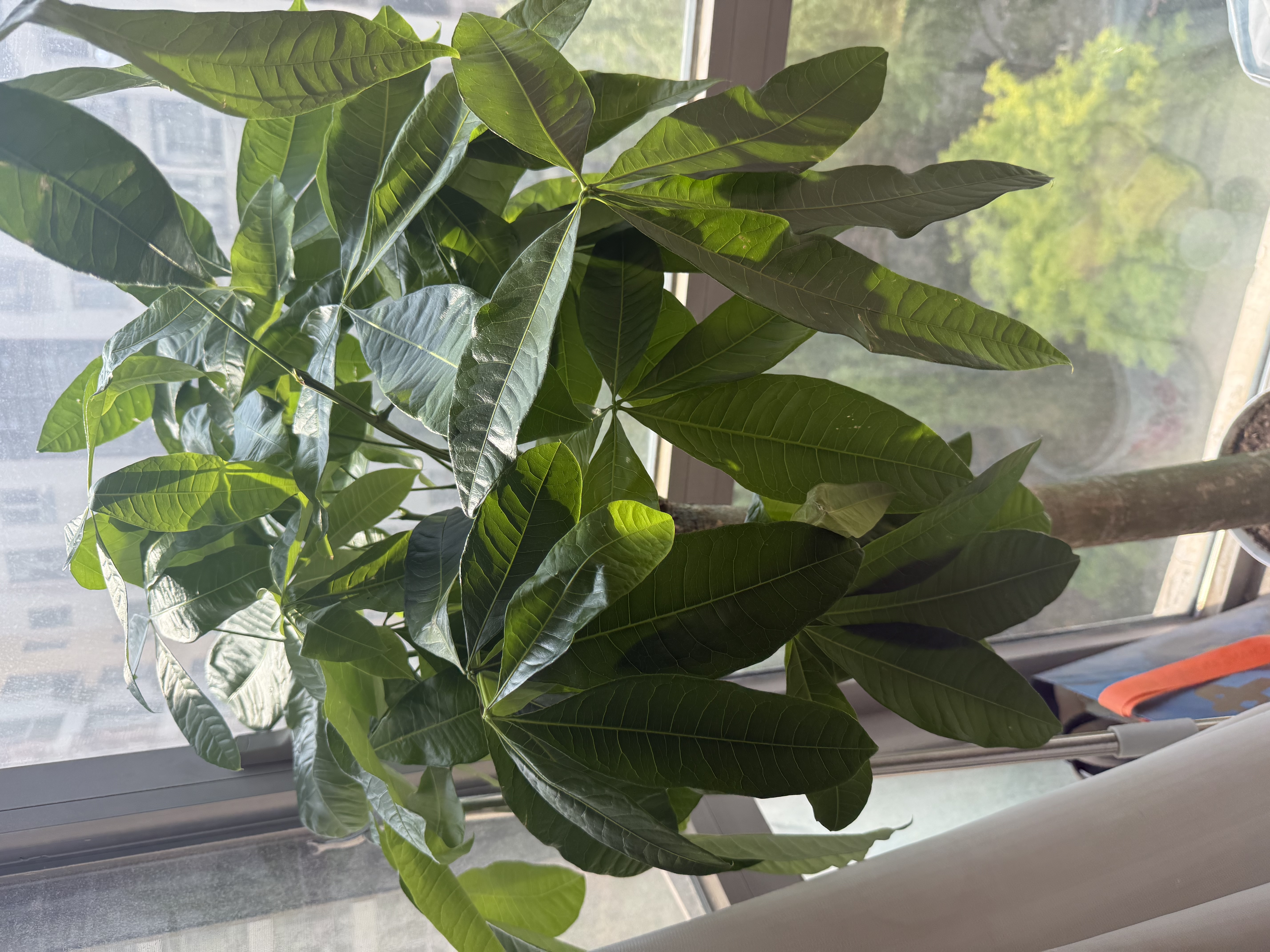 叹为观止大型植物发财树各种大颗盆栽开业乔迁客厅办公室内好养大型花卉 单杆发财树【1.4-1.5米】 不含盆 实拍图