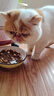 威尔逊馋嘴 流浪猫粮成猫幼猫粮专为流浪猫定制的猫粮 冻干绒包裹颗粒款5斤 实拍图