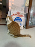 皇家室内成猫粮 I27 通用粮 12月以上 10KG 实拍图
