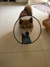 憨憨乐园伊丽莎白圈宠物耻辱圈狗狗猫咪猫头套项圈宠物脖套防咬圈用品2号 实拍图