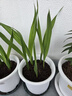 爱丽思（IRIS）Deepot花盆加厚树脂控根圆口绿萝绣球月季多肉发财树塑料加仑花盆 7号白色(口径约23.7cm)约5L 实拍图