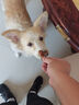 SMARTBONES宠物零食狗狗磨牙棒幼犬成犬洁齿咬胶洁齿骨 牛肉味 迷你-16支装 实拍图