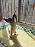 甜浪海逗猫棒猫咪玩具可旋转长杆羽毛钓幼猫玩具鱼竿铃铛耐咬逗猫神器 实拍图