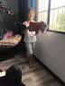 蓝贝妮童装女童套装2026新款儿童夏装短袖女孩衣服大童女装夏季运动服装 图片色 150 码建议身高140CM 实拍图