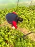 邓禄普（Dunlopillo）女士波浪枕 荷兰进口特拉雷Talalay天然乳胶枕 物理发泡工艺  实拍图