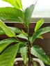 意轩白兰花盆栽黄桷兰嫁接白兰花苗十里飘香兰花树苗黄兰盆栽地栽苗 白兰5年苗【带花苞】 实拍图