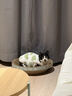 疯狂的主人 猫抓板窝特大号猫玩具猫爪板猫抓盆不掉屑猫窝碗形圆形瓦楞纸 实拍图
