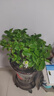 德沃多栀子花植物营养液花卉盆栽花肥料园艺养花氮肥磷肥液体肥1200mL 实拍图