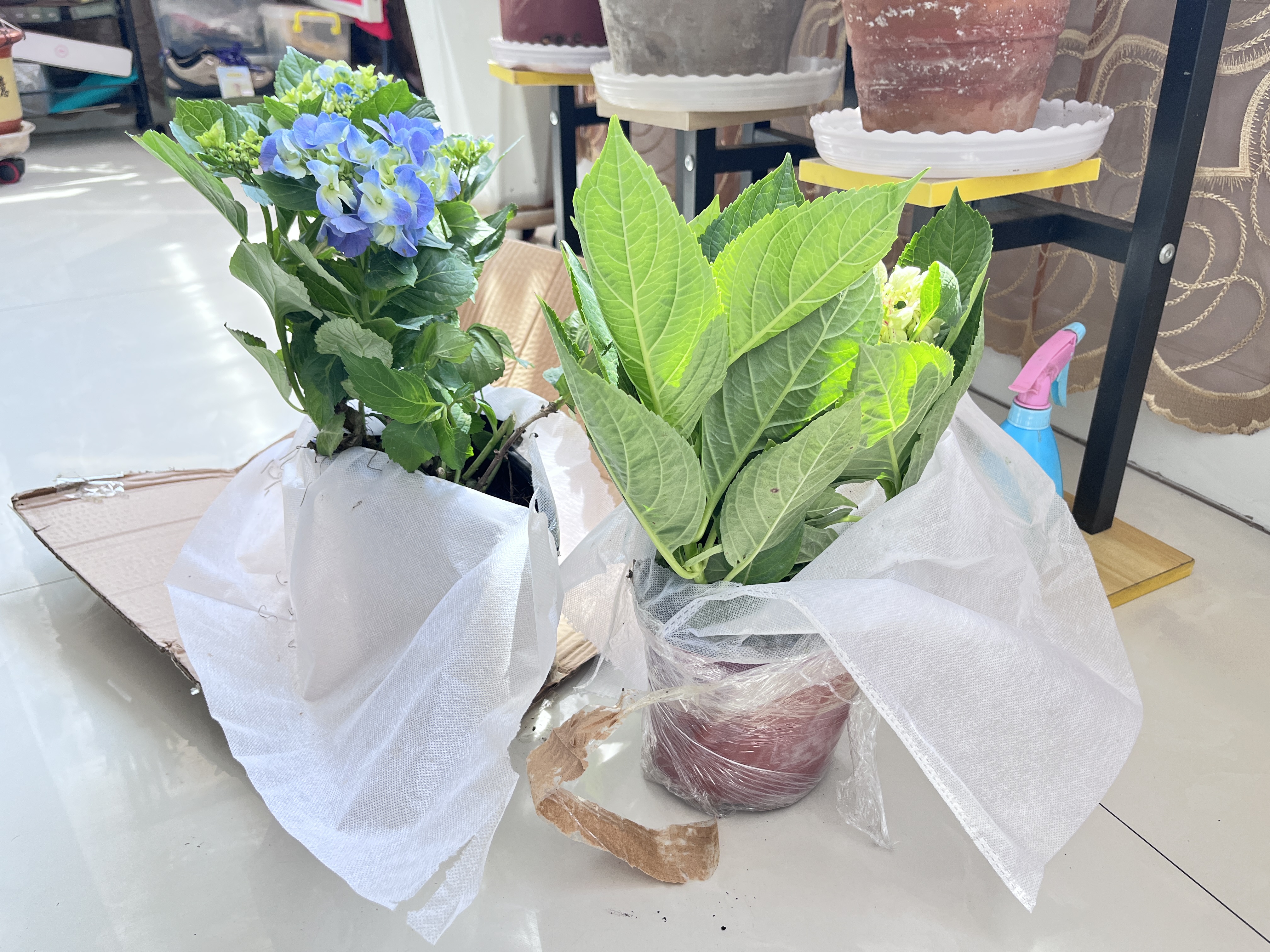 绣球花苗无尽夏带花苞四季开花绣球花盆栽庭院好养花卉植物室内花 烈焰【大花绣球-可调色】 中苗【当年开花】原盆宽15cm高30cm冠25cm 实拍图