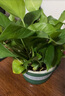 京东绿植绿萝盆栽除甲醛花卉绿植办公室新房净化空气180加仑2盆装源头直 实拍图
