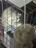 HELLOJOY猫玩具天然兔毛球猫薄荷丰容玩具小猫逗猫棒猫咪玩具自嗨解闷神器 实拍图