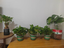京东绿植绿萝盆栽除甲醛花卉绿植办公室新房净化空气180加仑4盆装源头直 实拍图