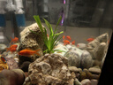 阔庭（KUOTING）鱼缸水族箱生态桌面鱼缸新款懒人鱼缸过滤制氧一体白色【特大号】 实拍图
