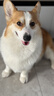 皇家柯基狗粮 成犬粮  中型犬 12月以上 全价粮CGA25 3KG【骨骼呵护】 实拍图