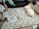 京东京造 户外野餐垫公园帐篷防潮垫露营垫超声波可机洗地垫繁花200*200cm 实拍图