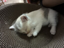 【京东物流】猫抓板磨爪猫窝一体耐磨不掉屑超大号猫玩具猫咪用品 圆形小号+猫薄荷 实拍图