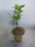 茉莉花苗盆栽带花苞九里香老桩驱蚊花卉植物室内浓香四季开花好养 小份茉莉花【2-3颗】一点苞   不含盆 实拍图