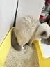 宠幸豆腐猫砂细砂快速结团除臭可溶可冲厕所猫沙猫咪用品低尘 除臭混合猫砂2.4kg*8 实拍图