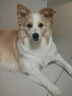 皇家狗粮 成犬粮 通用犬型 CC通用狗粮12月以上 3KG【成犬通用】 实拍图