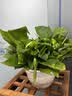 京东绿植绿萝盆栽除甲醛花卉绿植办公室新房净化空气180款福字4盆源头直 实拍图