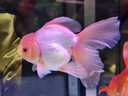 森森金麟超白玻璃鱼缸一体缸自循环客厅小型家用水族箱LE-480B 实拍图