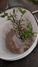 北蔬各种果树苗大全无花果百香果人参果南北方种植新品种 蓝丰蓝莓树苗（6年苗）1棵 实拍图