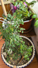 清韵伊人 木香花树苗爬藤开花红黄白特大苗耐寒盆栽地栽爬墙花卉蔷薇 四季红木香 中苗50-70厘米高 不含盆 实拍图
