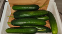 京鲜生山东精品嫩水果黄瓜 净1.6斤单果70g左右 水嫩精选幼瓜 源头直发 实拍图