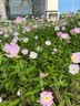洲克女士连体三角专业竞速运动修身遮肚游泳衣125501151-1 香芋紫 XL  实拍图