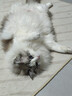 Orijen渴望猫粮 成猫幼猫粮 全价通用无谷原味鸡肉进口7.2kg效期27/2 实拍图