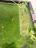 奈宠鱼缸水培定植篮壁挂式水草杯框植物固定支架造景装饰配件水族挂盒 鱼缸水培定植篮【2个装】 实拍图