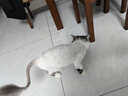 奥丁（ODIN）猫粮 鲜肉美毛 幼猫成猫美短英短蓝猫暹罗猫 鱼肉味天然猫粮2kg 实拍图