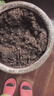 史丹利观叶绿植专用营养土室内盆栽植物通用型土壤盆景种绿植泥炭土10L 实拍图