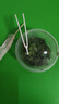 沃绣 蚕宝宝当天发货 活蚕宝宝蚕卵小蚕彩色蚕新鲜桑叶学生养蚕套装 1龄蚕宝宝50条+小盒+桑叶 实拍图