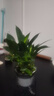 绿有意金钻盆栽植物水培绿植花卉多肉办公室内去吸除甲醛铂金钻绿公主 推荐款】金钻25-30cm3棵(早安盆) 含盆 实拍图