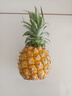 广东徐闻香水菠萝新鲜水果生鲜热带孕妇水果整箱包邮 1个装 单果1.3-1.5斤 实拍图