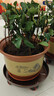 紫砂陶瓷花盆特大号花盆粗砂陶土大码陶瓷盆批发落地盆景花卉绿植 口径32cm 1个盆+托盘 实拍图