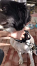 多尼斯（DOGNESS）狗狗牵引绳遛狗绳狗链子项圈中大型犬拉布拉多柴犬金毛边牧 黑L 实拍图