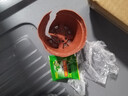 小盼菩提树盆栽带果老桩盆景办公室绿植客厅桌面植物室内禅意摆件 特A级小盼菩提（原盆）【约16-20个果左右】 实拍图