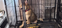 多尼斯（DOGNESS）狗狗牵引绳遛狗绳狗链子项圈小中型犬泰迪柯基法斗博美马犬 红M 实拍图