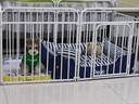 憨憨宠狗围栏宠物狗狗围栏室内狗栅栏折叠拆卸狗笼子小中大型犬猫咪护栏 白色 160*80*80CM*6片 卡扣围栏 实拍图